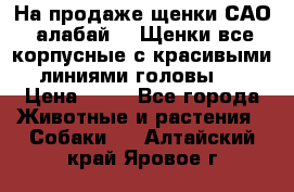 На продаже щенки САО (алабай ). Щенки все корпусные с красивыми линиями головы . › Цена ­ 30 - Все города Животные и растения » Собаки   . Алтайский край,Яровое г.